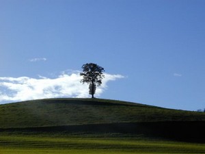 Arbre solitaire