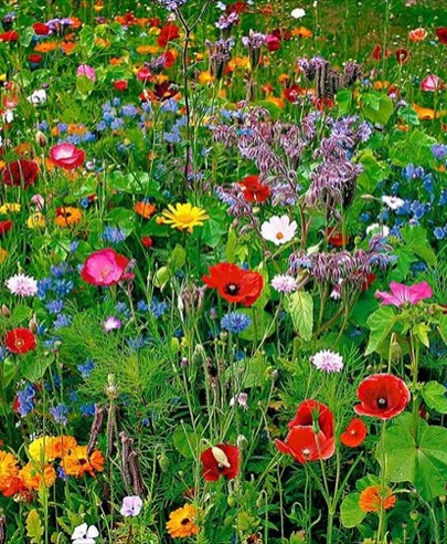 Fleures de champs